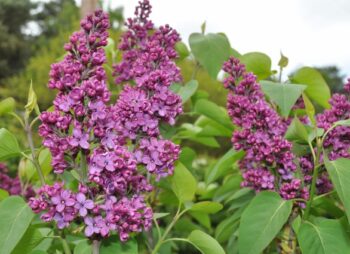 SYRINGA CHARLES JOLY