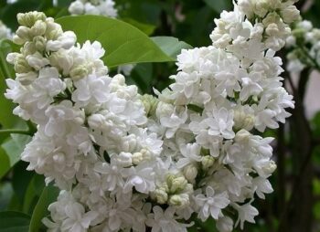 SYRINGA MME. LEMOINE