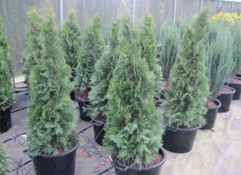 THUJA SMARAGD 150-180