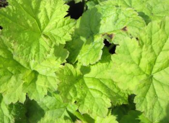 TIARELLA CORDIFOLIA