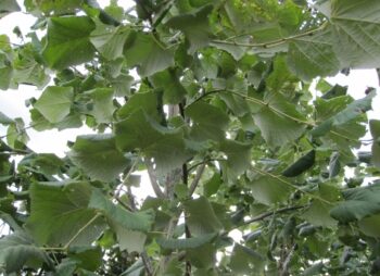 TILIA TOM. BRABANT 8-10
