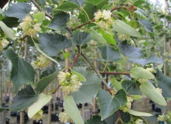TILIA MONGOLICA 8-10