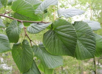TILIA PLAT. RUBRA 12-14