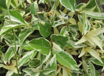 TRACHELOSPERMUM JASM. VARIEGATA