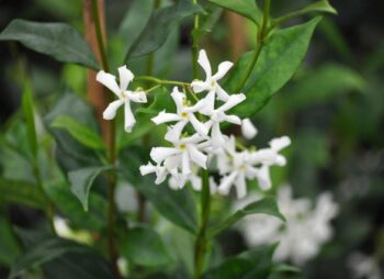 TRACHELOSPERMUM JASMINOIDES