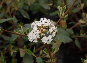 VIBURNUM BURKWOODII 120-140