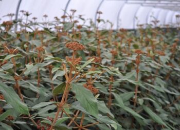 VIBURNUM RHYTIDOPHYLLUM 140-160