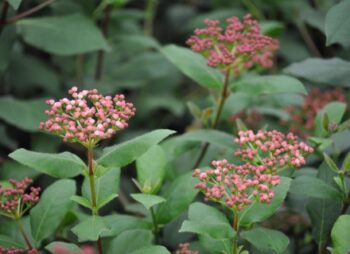 VIBURNUM TINUS EVE PRICE