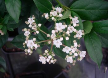 VIBURNUM TINUS 80-100