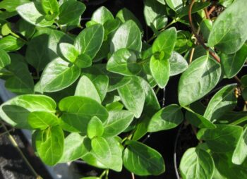 VINCA MAJOR