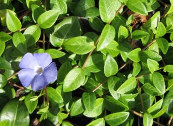 VINCA MINOR
