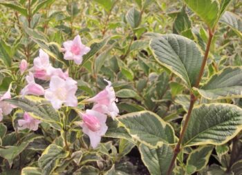 WEIGELA FLORIDA VARIEGATA