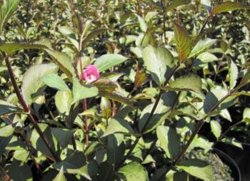 WEIGELA FLO. VICTORIA