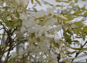WISTERIA SIN. ALBA