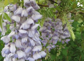 WISTERIA SIN. PROLIFIC