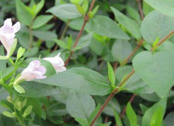 abelia-grandiflora