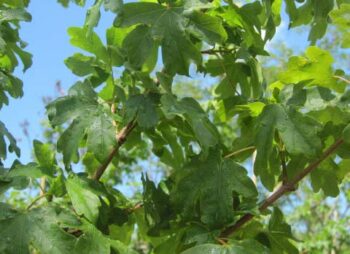 acer-campestre-elsrijk