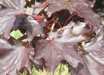 acer-crimson-king