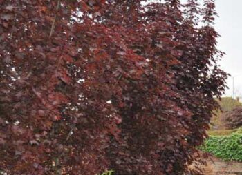 acer-crimson-sentry