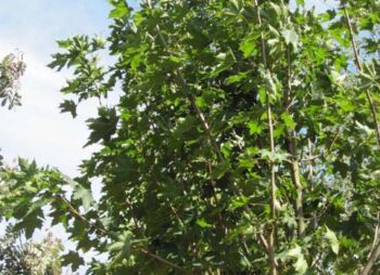 acer-emerald-queen