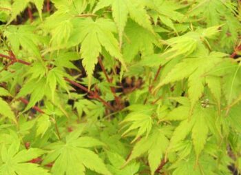 acer-pal-sangokaku