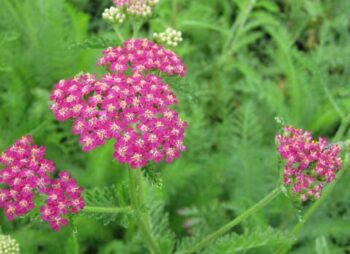 achillea-cerise-queen