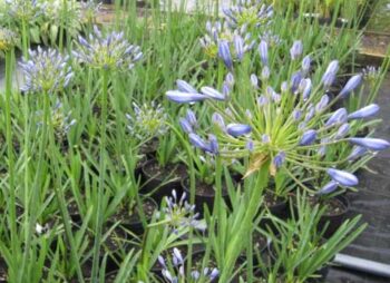 agapanthus-headbourne-hybrids