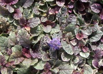 ajuga-burgundy-glow