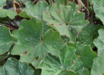 alchemilla-mollis