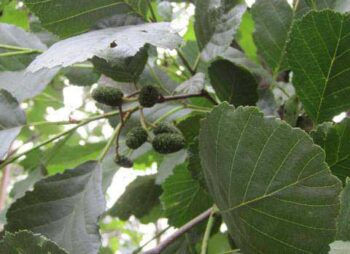alnus-glutinosa