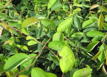 amelanchier-lamarkii
