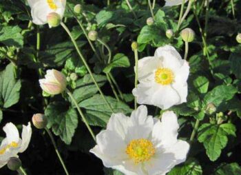 anemone-honorine-jobert