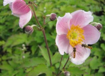 anemone-september-charm