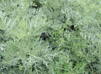artemesia-powys-castle