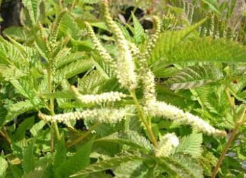 aruncus-diocus-kamtschaticus