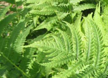 athyrium-felix-femina