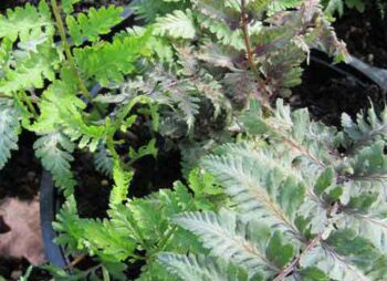 athyrium-ursulas-red