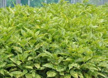 aucuba-jap-crotonifolia