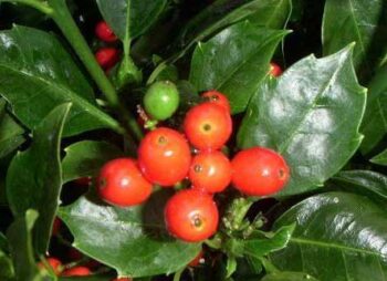 aucuba-japonica-rozanne