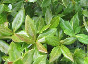 berberis-amstelveen