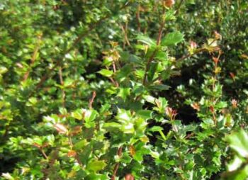 berberis-darwinii