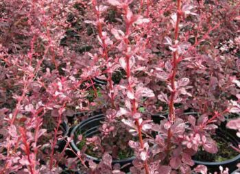berberis-harlequin