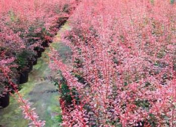 berberis-rose-glow