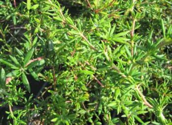 berberis-stenophylla