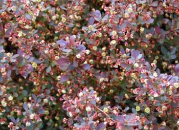 berberis-thun-atro-nana