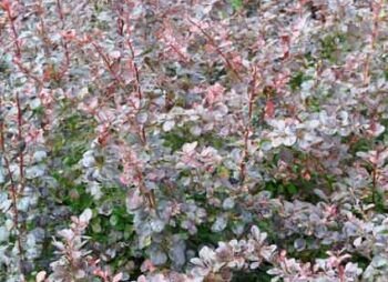 berberis-thun-atropurpurea