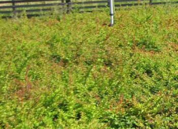 berberis-thunbergii