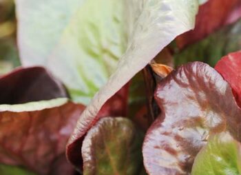 BERGENIA CORDIFOLIA