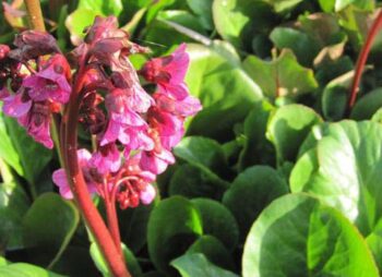 BERGENIA RED BEAUTY