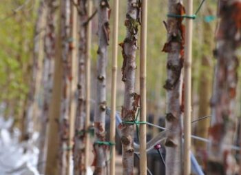 BETULA ALBO. SEPTENTRIONALIS  6-8
